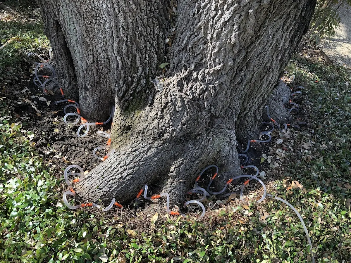 Detailed Tree Cabling and Bracing job site in Snow Hill